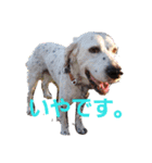 秋のセターズフェスティバル（個別スタンプ：9）