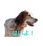 秋のセターズフェスティバル（個別スタンプ：10）
