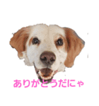 秋のセターズフェスティバル（個別スタンプ：13）