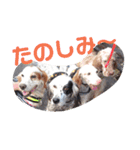 秋のセターズフェスティバル（個別スタンプ：15）