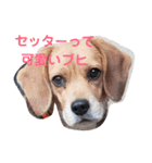 秋のセターズフェスティバル（個別スタンプ：16）