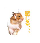 プーハム スタンプストア（個別スタンプ：1）