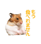 プーハム スタンプストア（個別スタンプ：2）