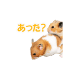 プーハム スタンプストア（個別スタンプ：3）
