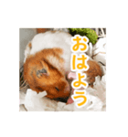 プーハム スタンプストア（個別スタンプ：5）