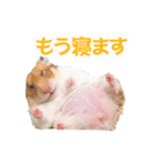 プーハム スタンプストア（個別スタンプ：6）