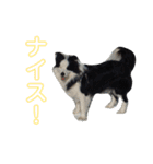 しーさん犬2（個別スタンプ：2）