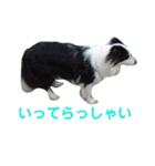 しーさん犬2（個別スタンプ：4）
