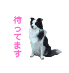 しーさん犬2（個別スタンプ：5）