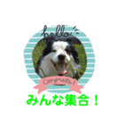 しーさん犬2（個別スタンプ：6）