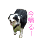 しーさん犬2（個別スタンプ：7）