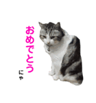 しーさん犬2（個別スタンプ：9）