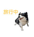 しーさん犬2（個別スタンプ：11）