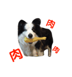 しーさん犬2（個別スタンプ：14）