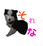 しーさん犬2（個別スタンプ：15）