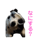 しーさん犬2（個別スタンプ：16）