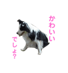 しーさん犬2（個別スタンプ：17）