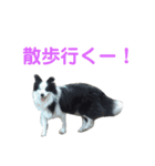 しーさん犬2（個別スタンプ：18）