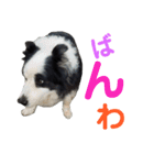 しーさん犬2（個別スタンプ：19）
