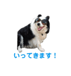 しーさん犬2（個別スタンプ：20）