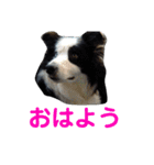 しーさん犬2（個別スタンプ：21）