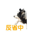 しーさん犬2（個別スタンプ：22）