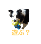 しーさん犬2（個別スタンプ：23）