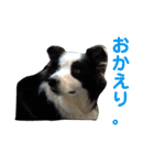 しーさん犬2（個別スタンプ：28）