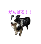 しーさん犬2（個別スタンプ：29）