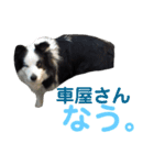 しーさん犬2（個別スタンプ：30）