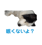 しーさん犬2（個別スタンプ：31）