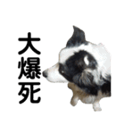 しーさん犬2（個別スタンプ：32）