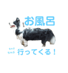 しーさん犬2（個別スタンプ：33）