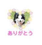 しーさん犬2（個別スタンプ：34）