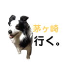しーさん犬2（個別スタンプ：35）