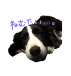 スカイと愉快な仲間たち。（個別スタンプ：3）
