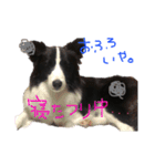 スカイと愉快な仲間たち。（個別スタンプ：4）