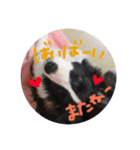 スカイと愉快な仲間たち。（個別スタンプ：5）