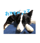 スカイと愉快な仲間たち。（個別スタンプ：6）