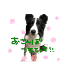 スカイと愉快な仲間たち。（個別スタンプ：8）