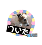 ぼく大吉です(^-^)/（個別スタンプ：15）