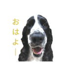聖砂未だよ全員集合 vol.1（個別スタンプ：2）