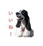 聖砂未だよ全員集合 vol.1（個別スタンプ：4）