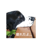 聖砂未だよ全員集合 vol.1（個別スタンプ：11）