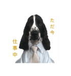 聖砂未だよ全員集合 vol.1（個別スタンプ：13）