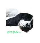 聖砂未だよ全員集合 vol.1（個別スタンプ：16）