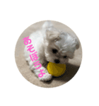 愛犬みりちゃん（個別スタンプ：2）