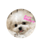 愛犬みりちゃん（個別スタンプ：4）