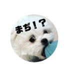 愛犬みりちゃん（個別スタンプ：5）