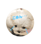 愛犬みりちゃん（個別スタンプ：6）